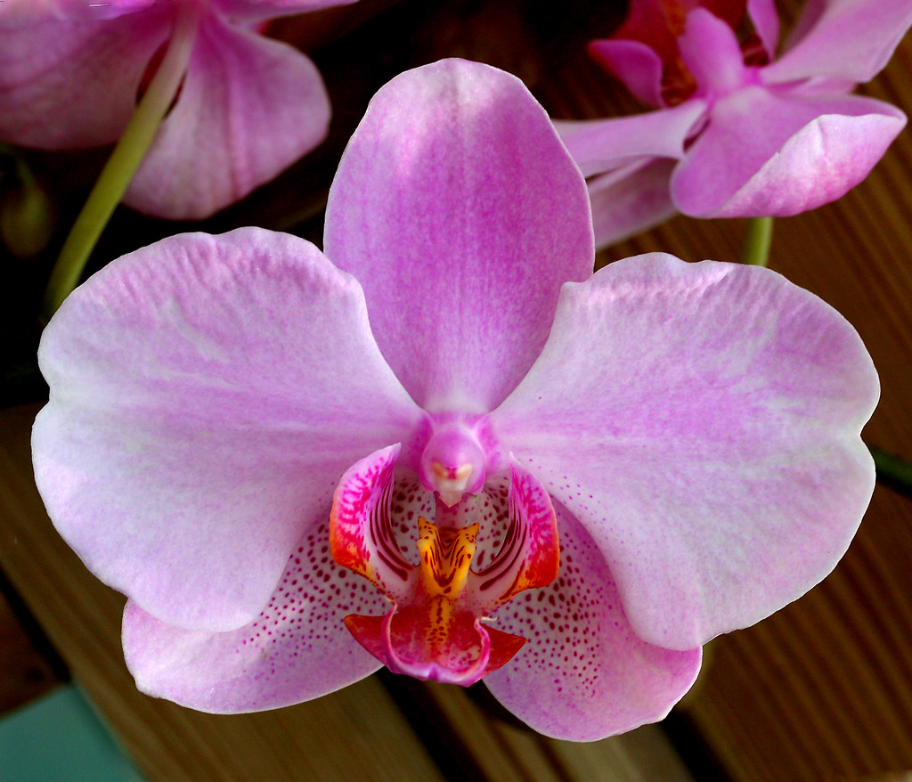 Flickriver twg1942's photos tagged with orchids