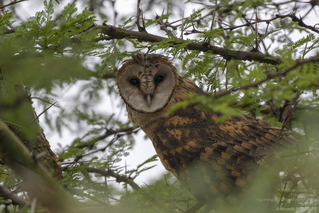 African Grass Owl (Tyto capensis) Ngorongoro Conservation … Flickr