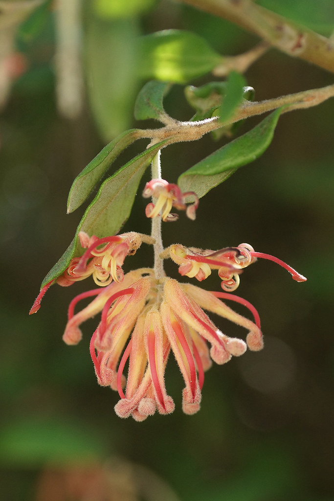 Grevillea miqueliana Taken at Tregrehan gardens, Par, St A… Flickr