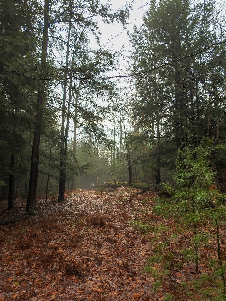 DSCN9937.jpg trees, sanctuary, wilber township, iosco coun… Flickr