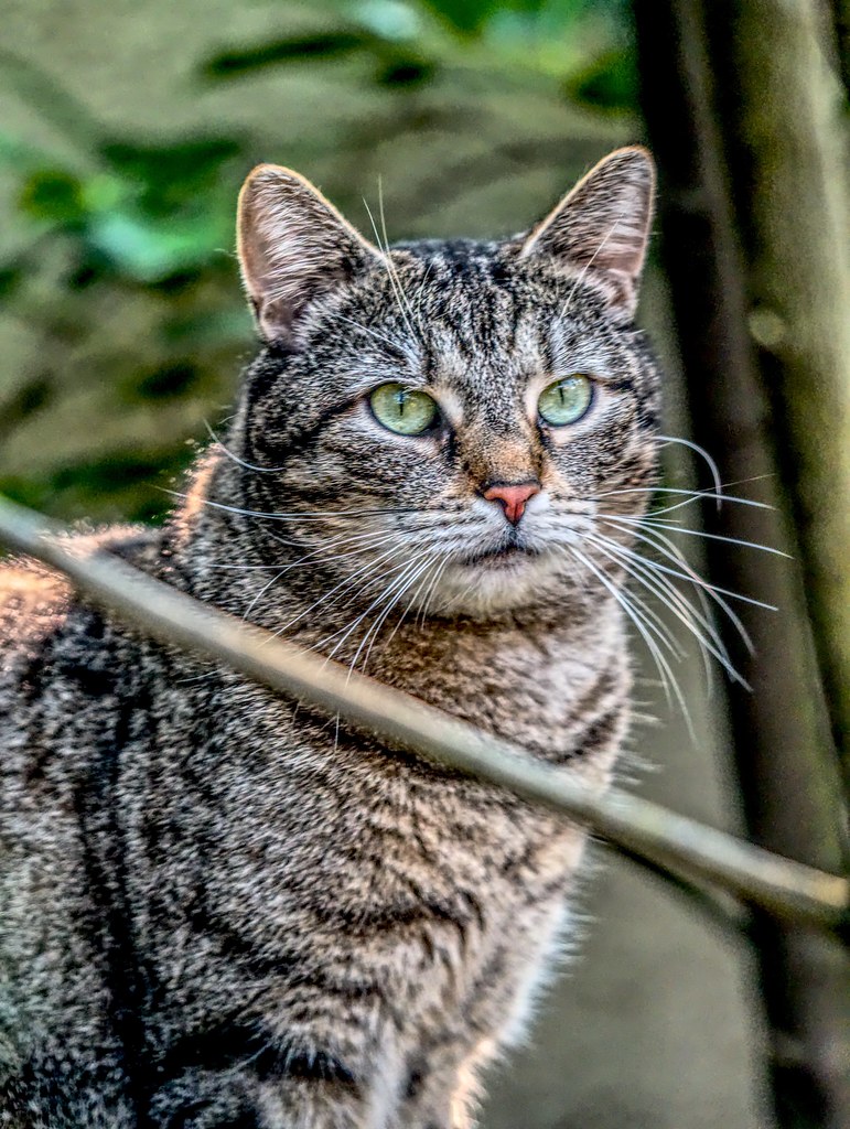 Meine Katzen Fips Heinrich Pollmeier Flickr