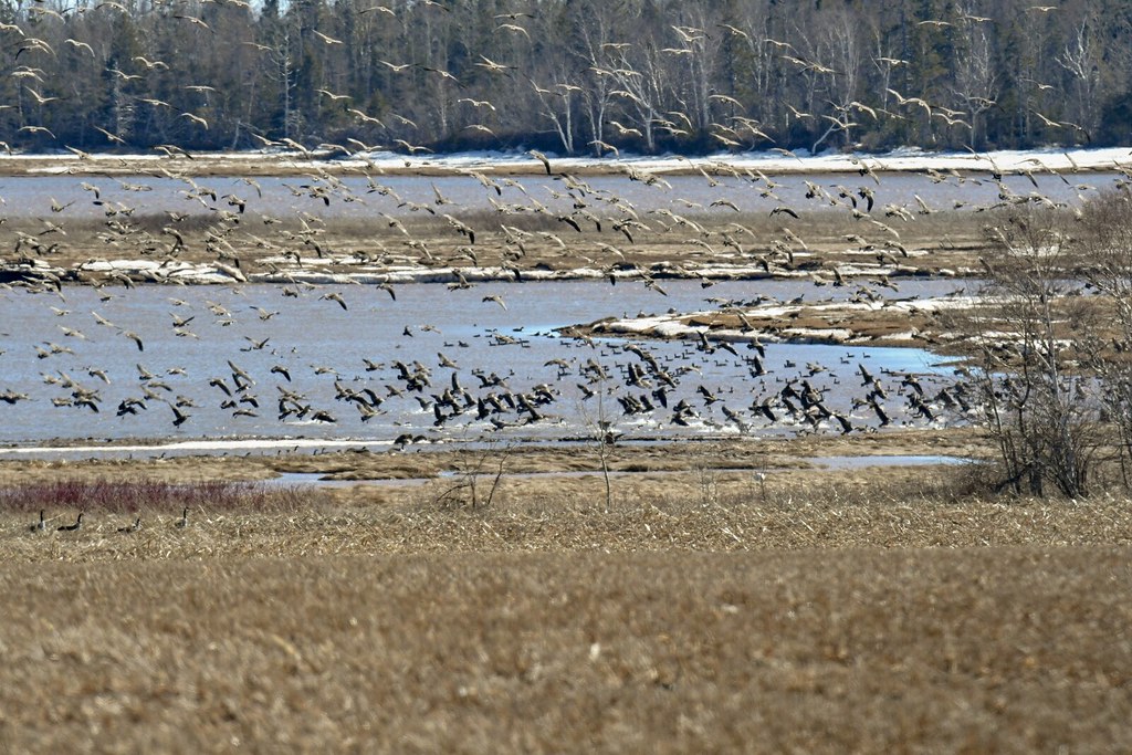 April on PEI Canada Geese in Pownal PEI thousands !! roberta