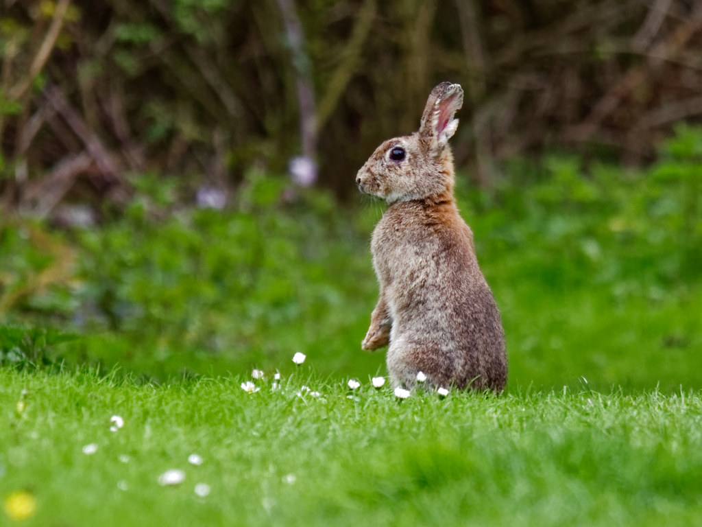 Lapin de garenne Ile de France Lapin de garenne Ile