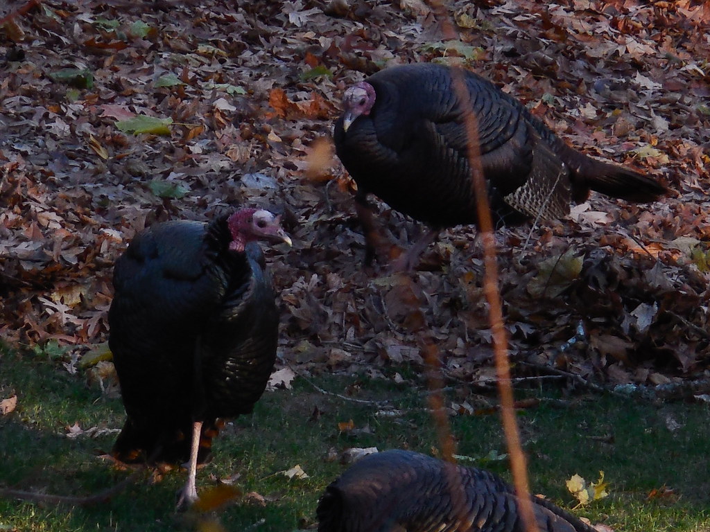 DSCN0991 Turkeys eatin' leaves for Thanksgiving dinner. Tom