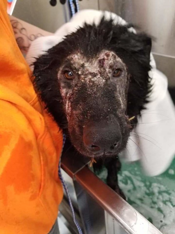 Sick of those Animal Abuse Commercials Michigan Radio & TV Buzzboard