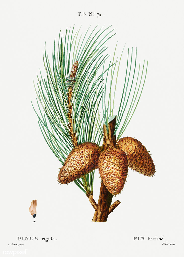 Pitch pine (Pinus rigida) illustration from Traité des Arb… Flickr
