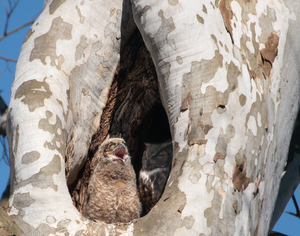 Mount Joy Owls3 April 2019 high iso, major crop, Lightr… Flickr