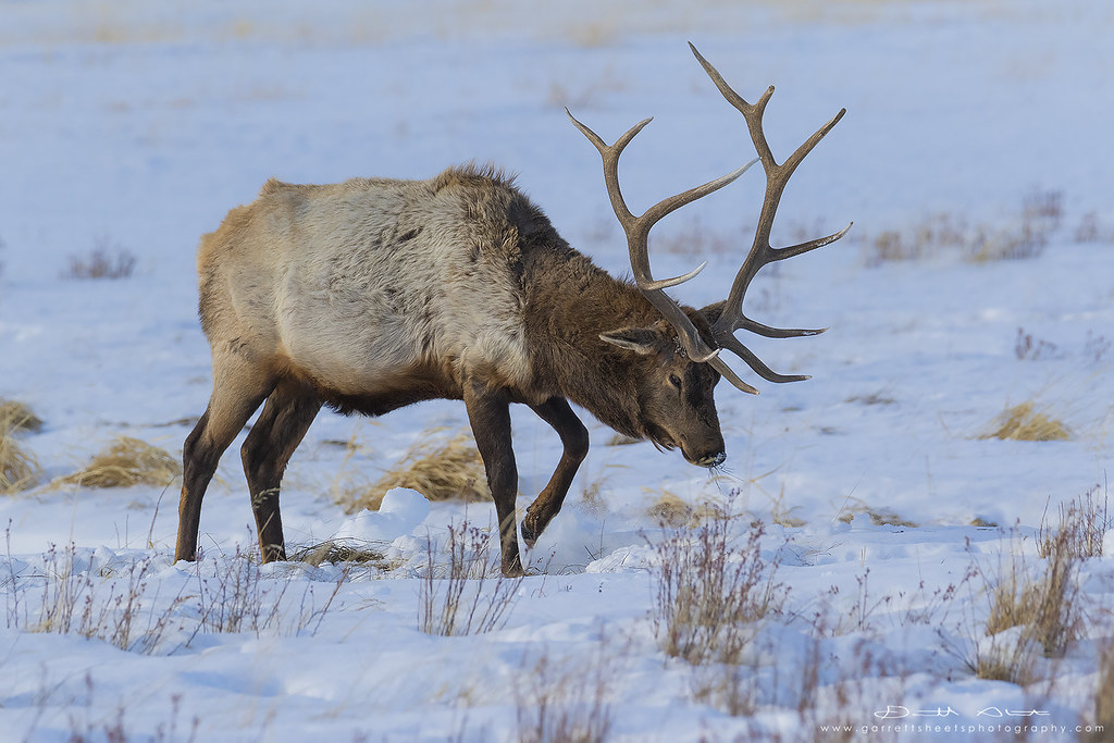 Elk Male elk seen at Elk Preserve in Wyoming this winter. Flickr