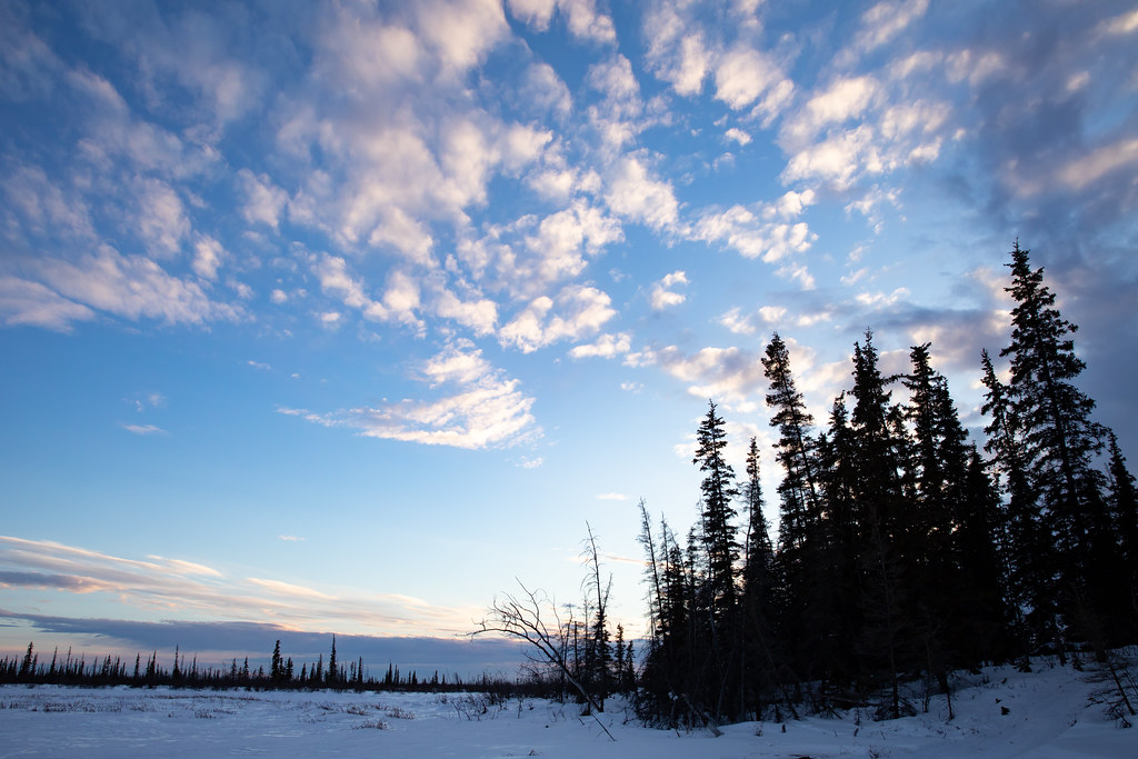 Lynx Project At Yukon Flats National Wildlife Refuge Flickr
