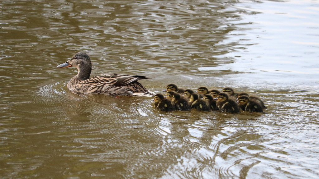 First Ducklings of 2019 Fourteen of the little lovelies. S… Flickr