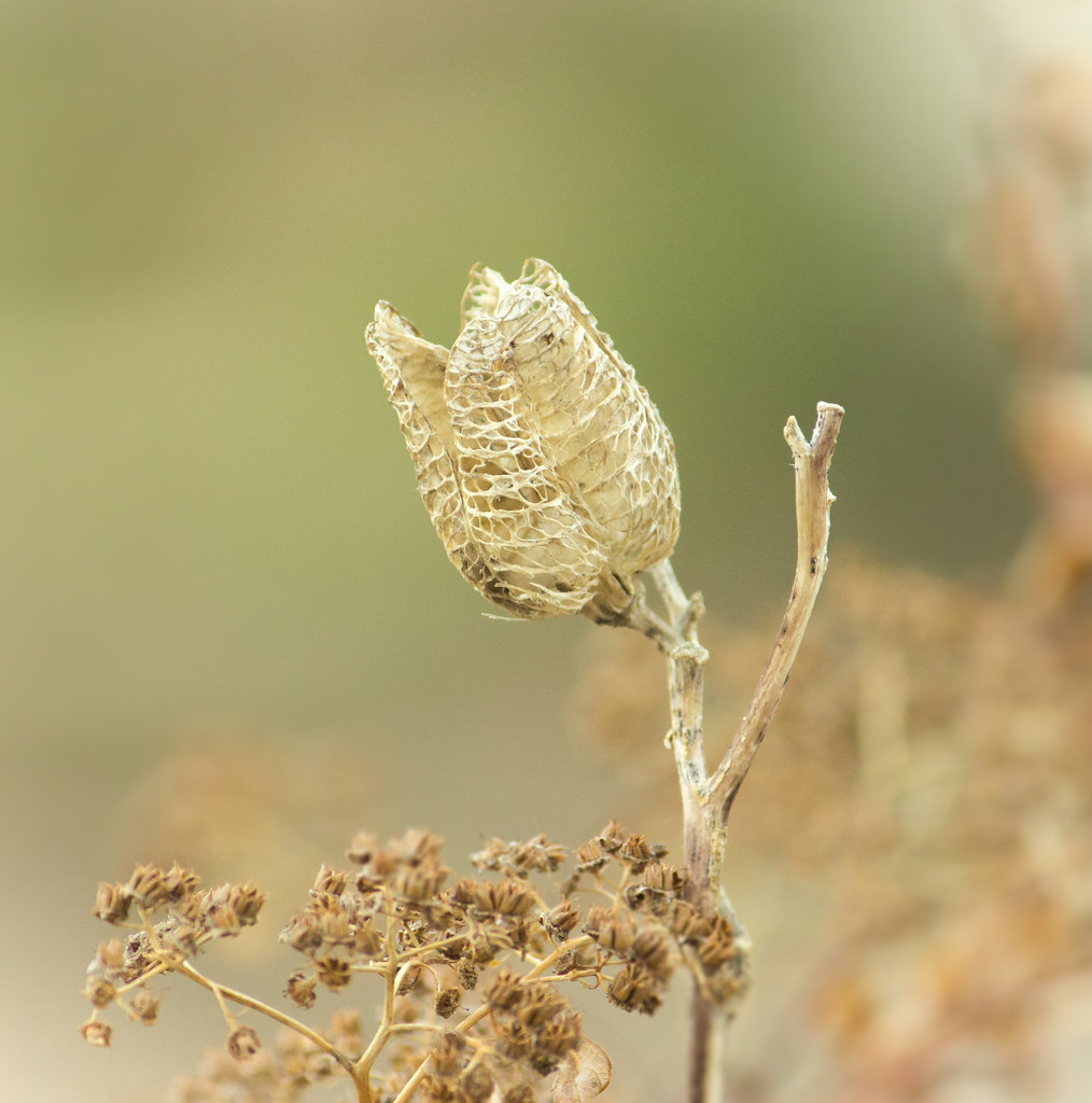 Seed Heads in Spring Daylily and Spirea seed heads in the … Flickr