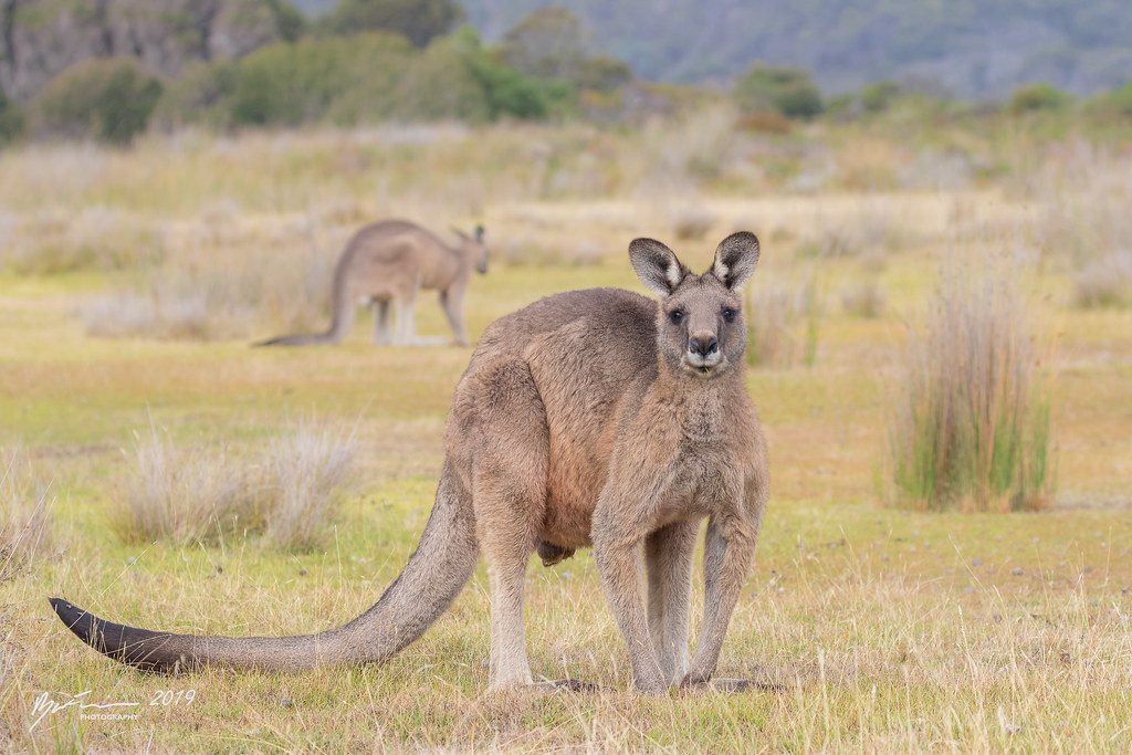 Forester Kangaroo buck Macropus giganteus tasmaniensis. Na… Flickr