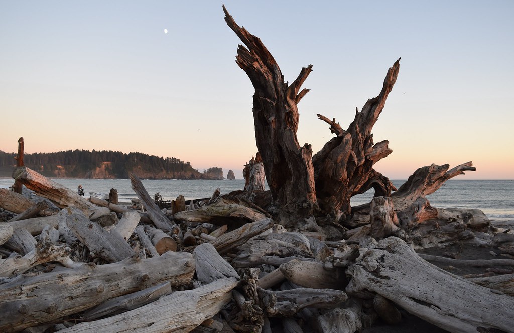 Sea of Driftwood First Beach, La Push, Washington, US Sept… Flickr