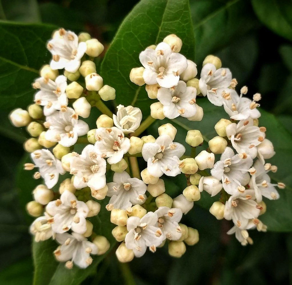 Viburnum tinus Cathy Whitfield Flickr