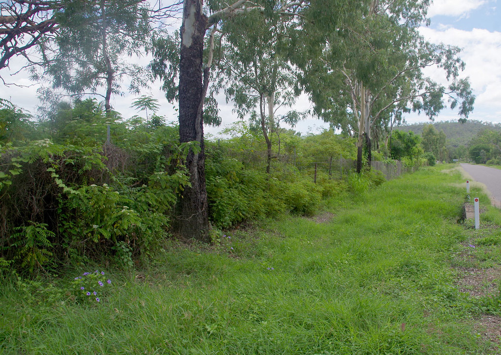 Murraya koenigii, Oak Valley, Townsville, QLD, 28/12/18 Flickr