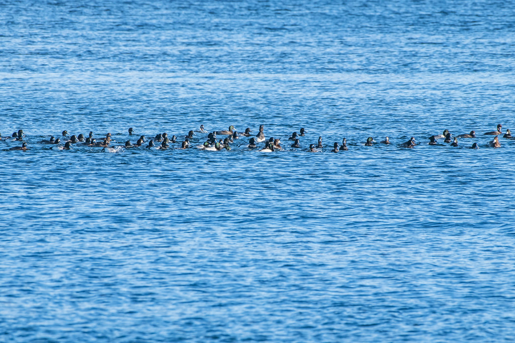 Greater Scaup , Conception Bay South Greater Scaup , Conce… Flickr
