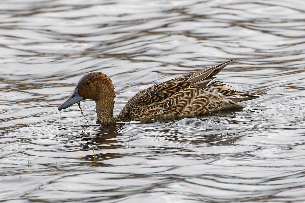 Pintail Ducks RSPB Leighton Moss Dougie Edmond Flickr