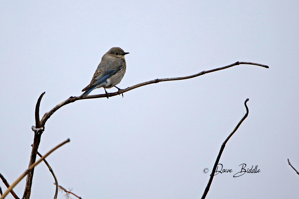 Birds of the Yakima Valley Mountain Bluebirds are coming b… Flickr