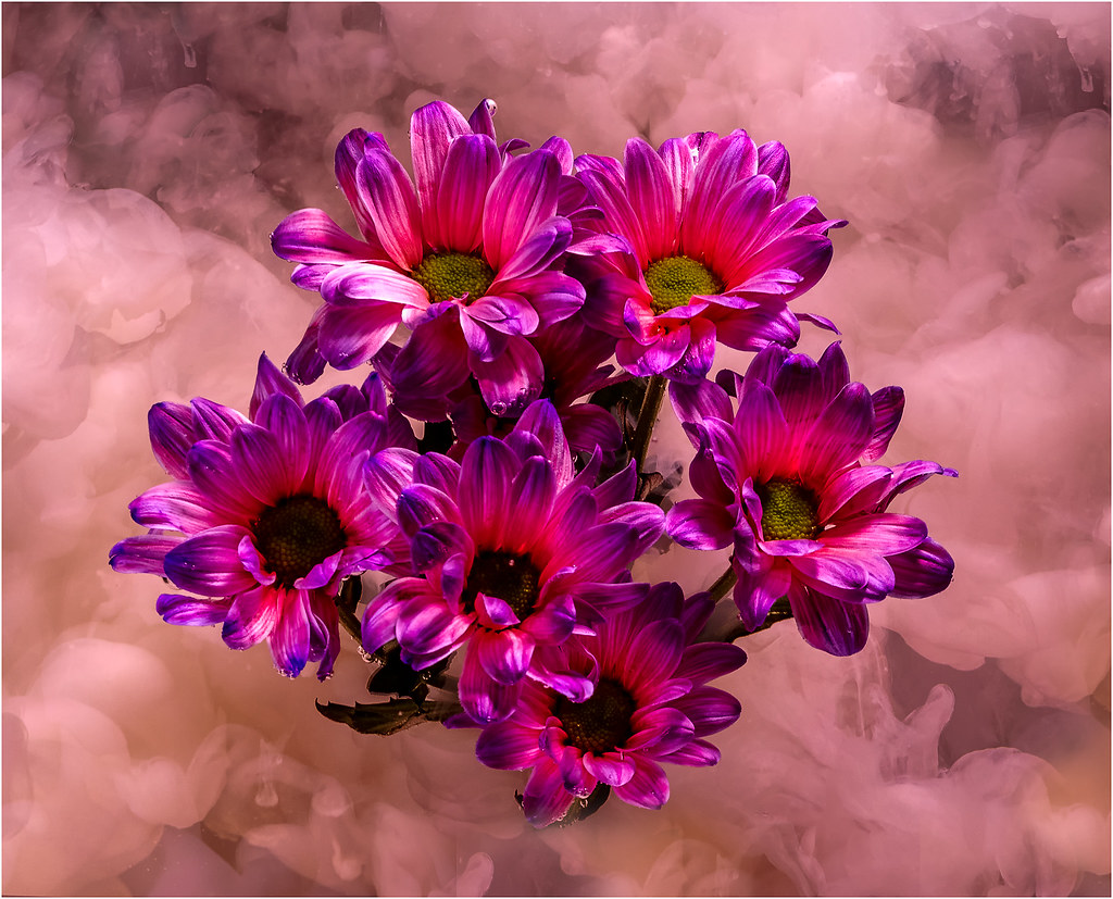 submerged flowers flowers submerged in water with paint or… Flickr