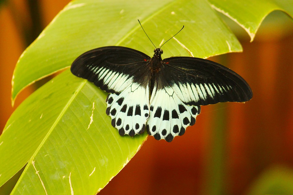 Black & White Butterfly!!! Natesh Ramasamy Flickr
