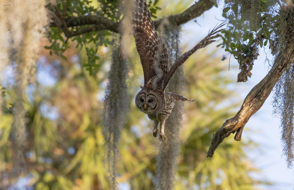 Barred owl Barred owl in flight central florida Agnish Dey Flickr