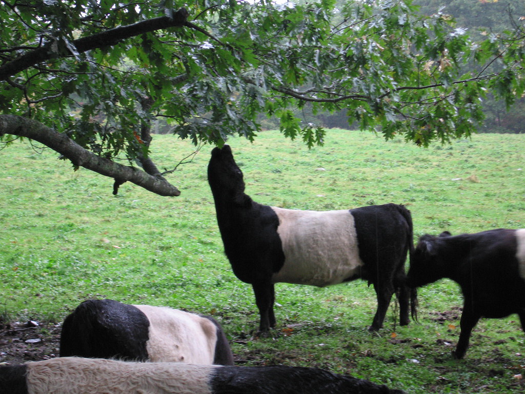 IMG_4513.JPG Belted Galloway at Aldermere Farm, Rockport