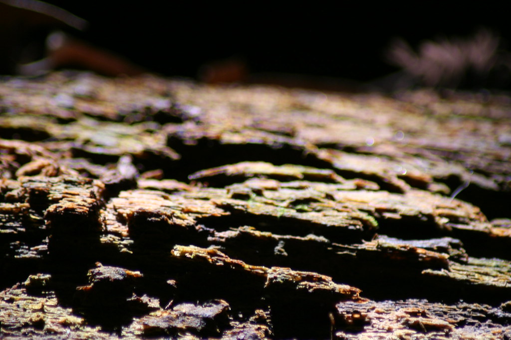 Rotting Wood wood impersonating a moonscape