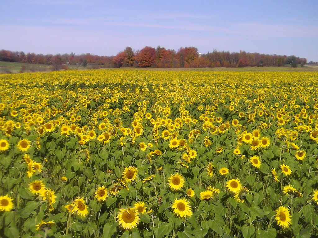 more vermont sunflowers anndabney Flickr