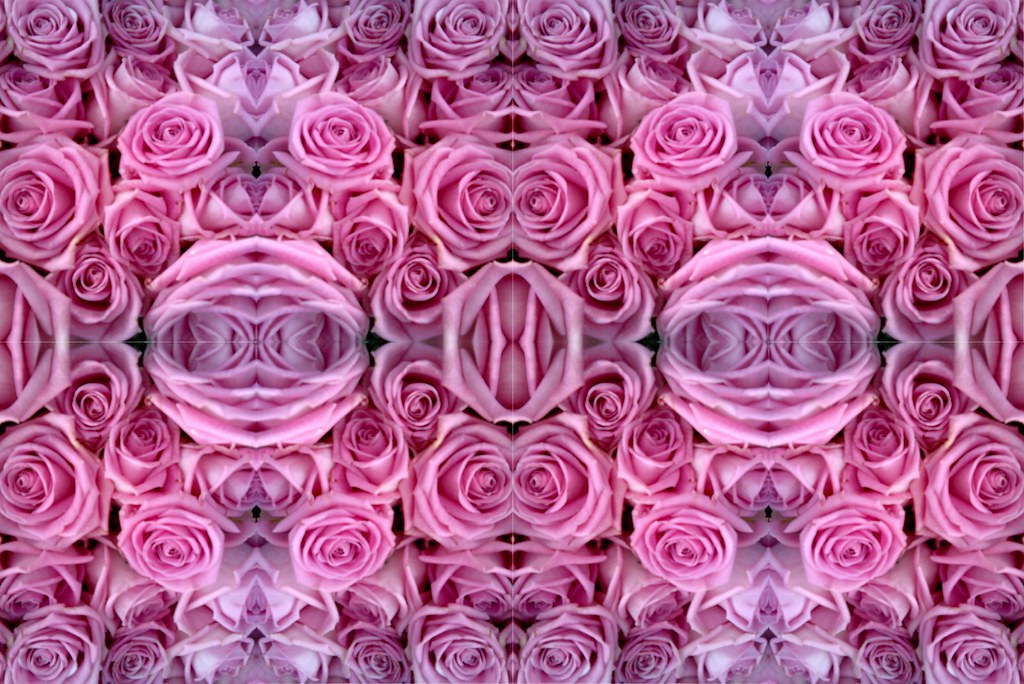 roses Mignonne, allons voir si la rose Qui ce matin avait … Flickr