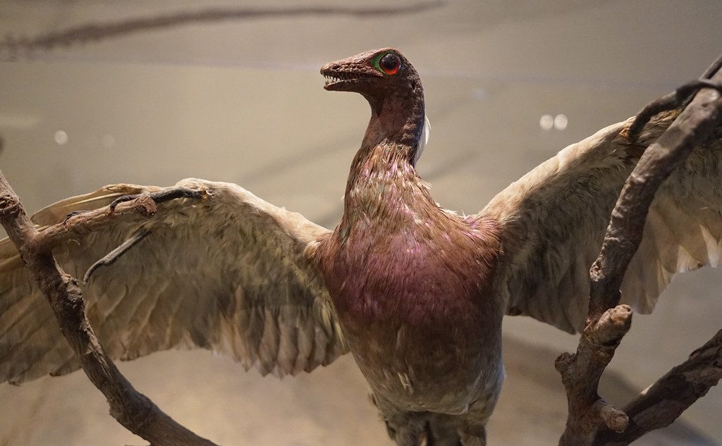 20180413 field museum archeopteryx schizoform Flickr
