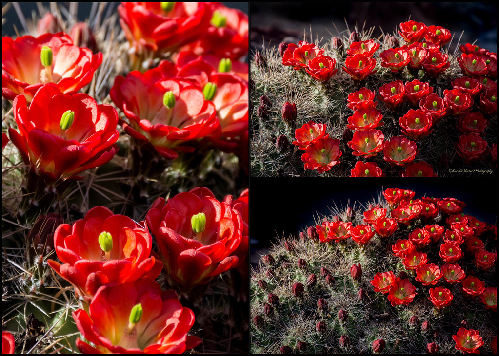 This is New Mexico! Kerstin Winters Photography Flickr