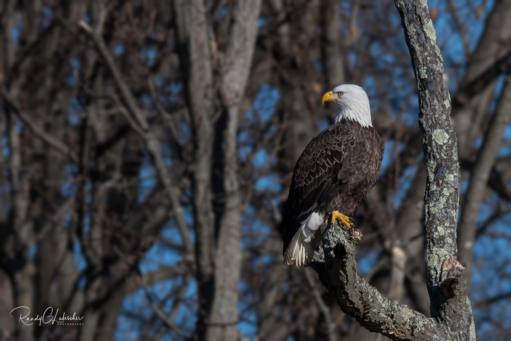 Bald Eagles of New Jersey 2019 5 2018 NJ BALD EAGLE PR… Flickr