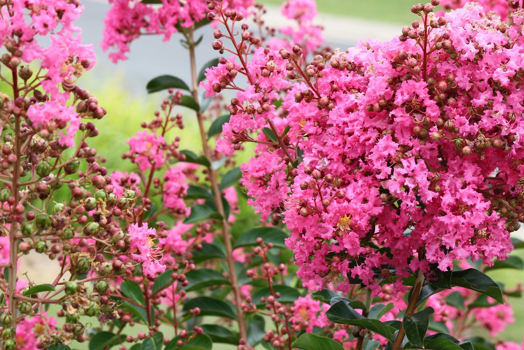 Crepe Myrtle In full bloom now, in our garden, Queensland.… Flickr
