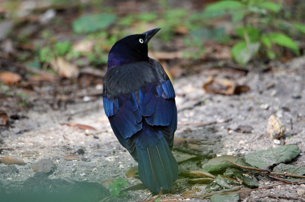 Grackle Common Grackle, Florida, Palm Beach County, Green… Flickr