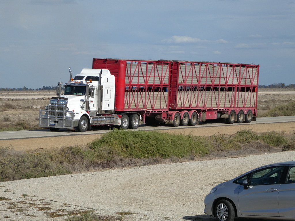 Kenworth cattle truck, near Tullakool, NSW. Alex Passmore Flickr