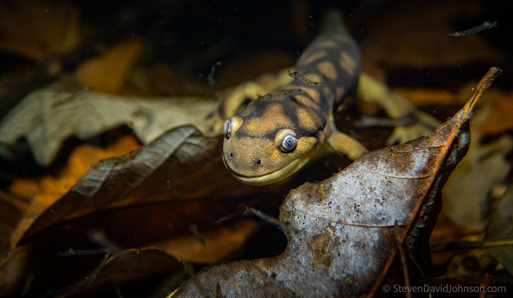 Tiger Salamander underwater in a vernal pool, Virginia Flickr