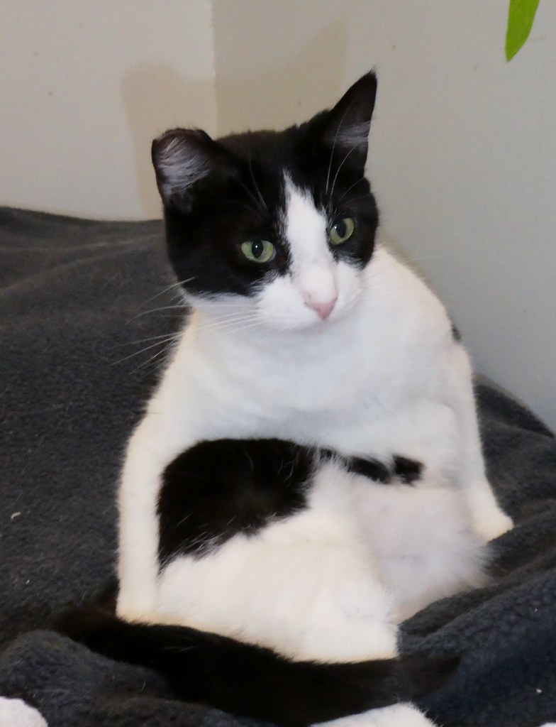 Colony Cats When visiting the grandkids in Columbus, Ohio,… Flickr