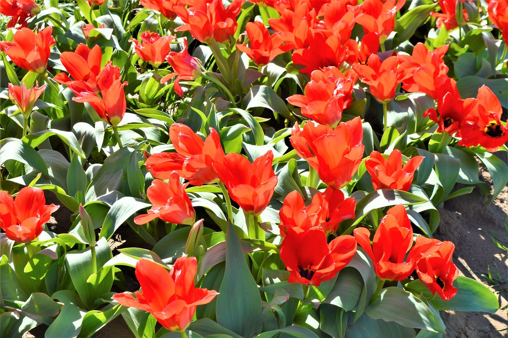 Texas Tulips in Pilot Point, Texas. Diann Bayes Flickr