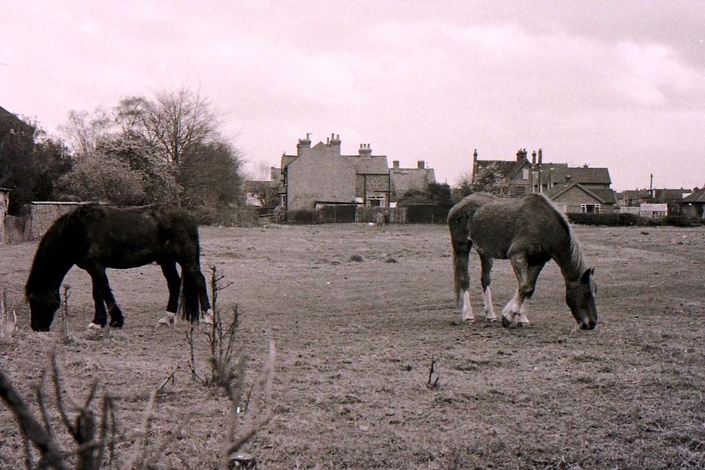 Duffield Close J Sensecall Nicala O Flickr