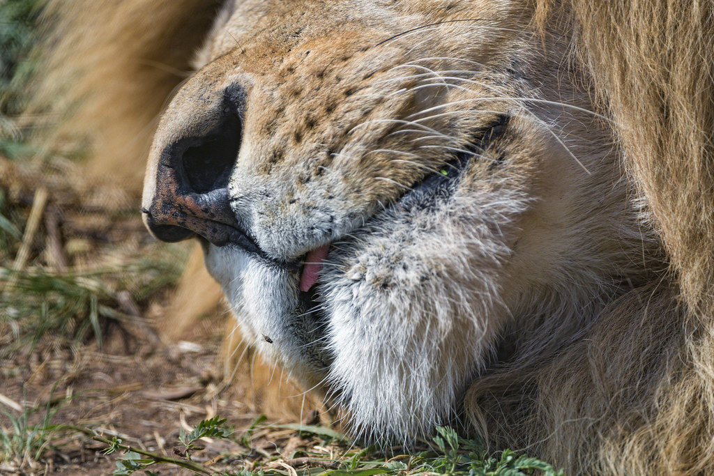 Lion mouth, very close One of the male lions was lying dow… Flickr