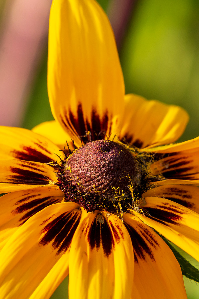 Flower at Lititz Flowers at Lititz, PA. 062920185096 Bill Friggle