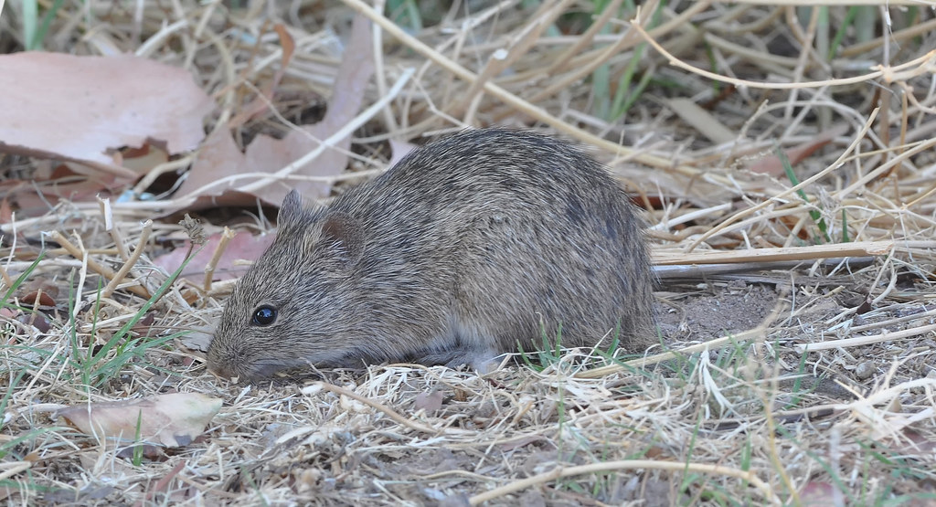 Yellownosed Cotton Rat, Sigmodon ochrognathus Christopher… Flickr