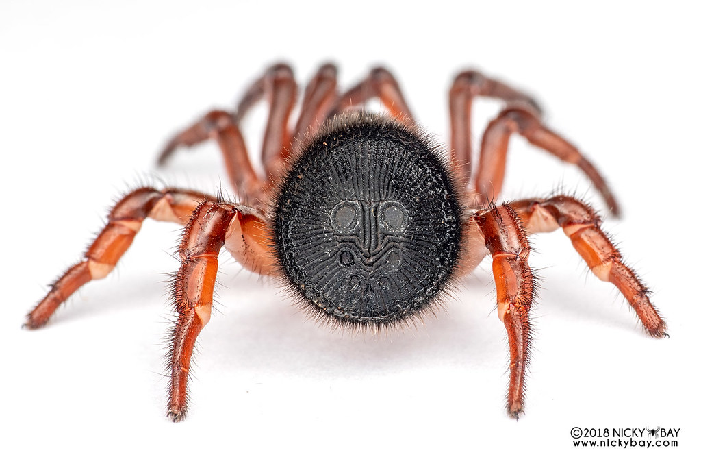 Cyclocosmia Trapdoor Spider