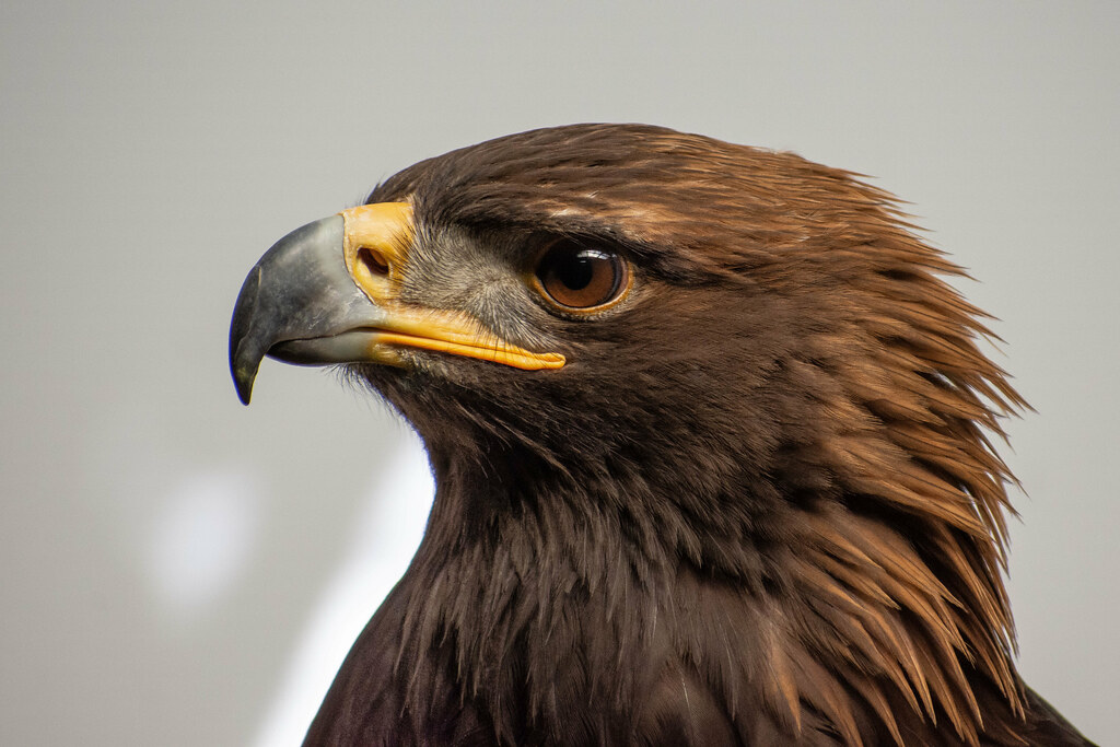 Juvenile Golden Eagle Portrait Juvenile female golden eagl… Flickr