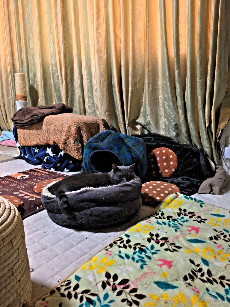 Yuba in his Cat Bed Yuba in his favorite cat bed in the mi… Flickr