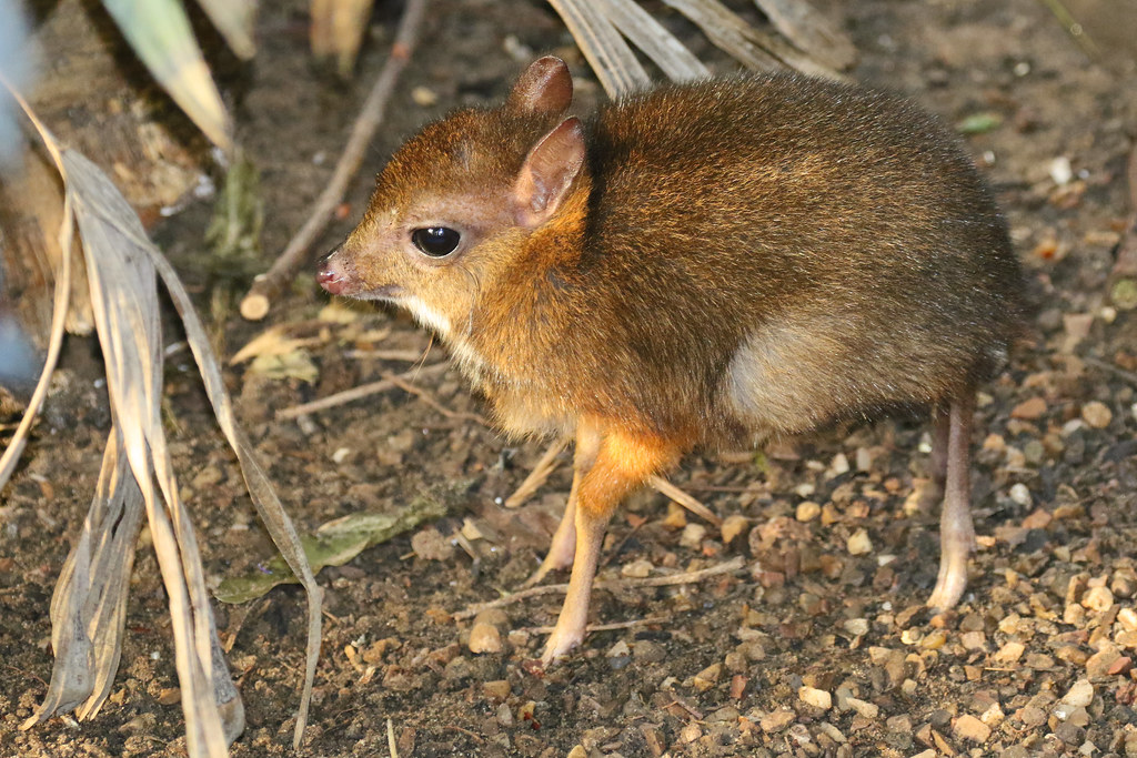 Javan chevrotain or Mouse deer Cutie Alert 2! Jon Isaacs Flickr