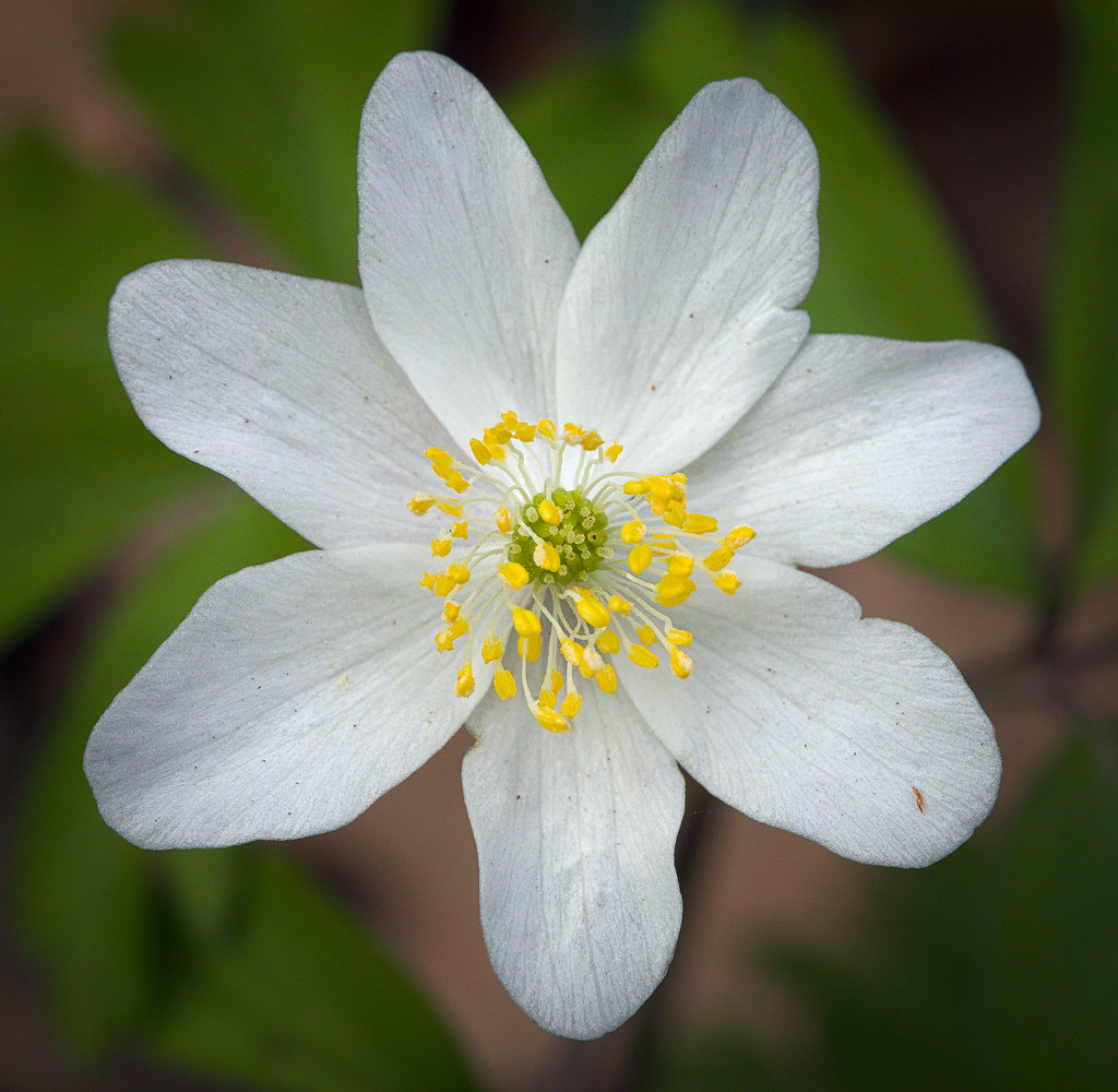 Wood anemone Wood anemone (Anemone nemorosa) flower. Kwiat… Flickr