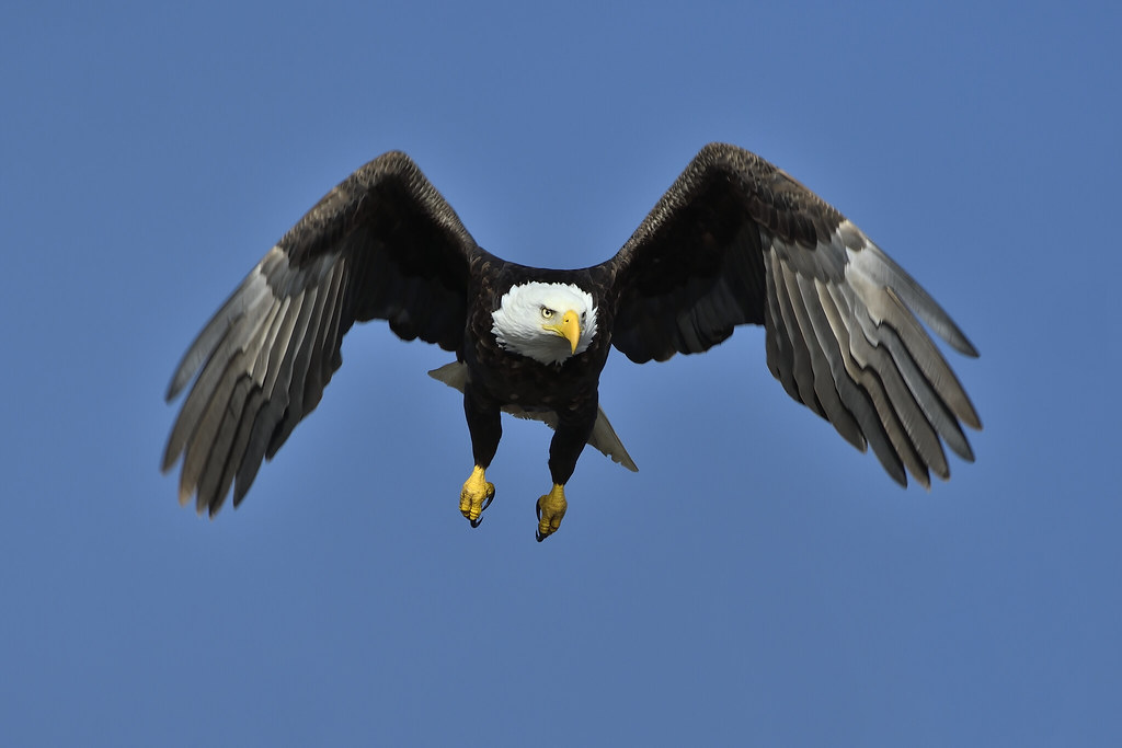 Bald Eagle Delta, BC edseljames Flickr