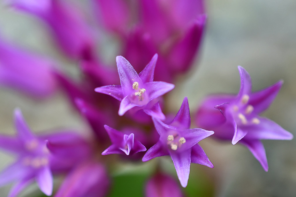 Wildflower (Onion) Middletown, Ca. Mark Ness Flickr