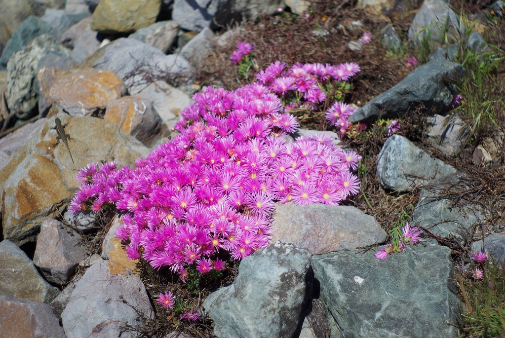 flowers on the oceanside 2 denysmyakota Flickr